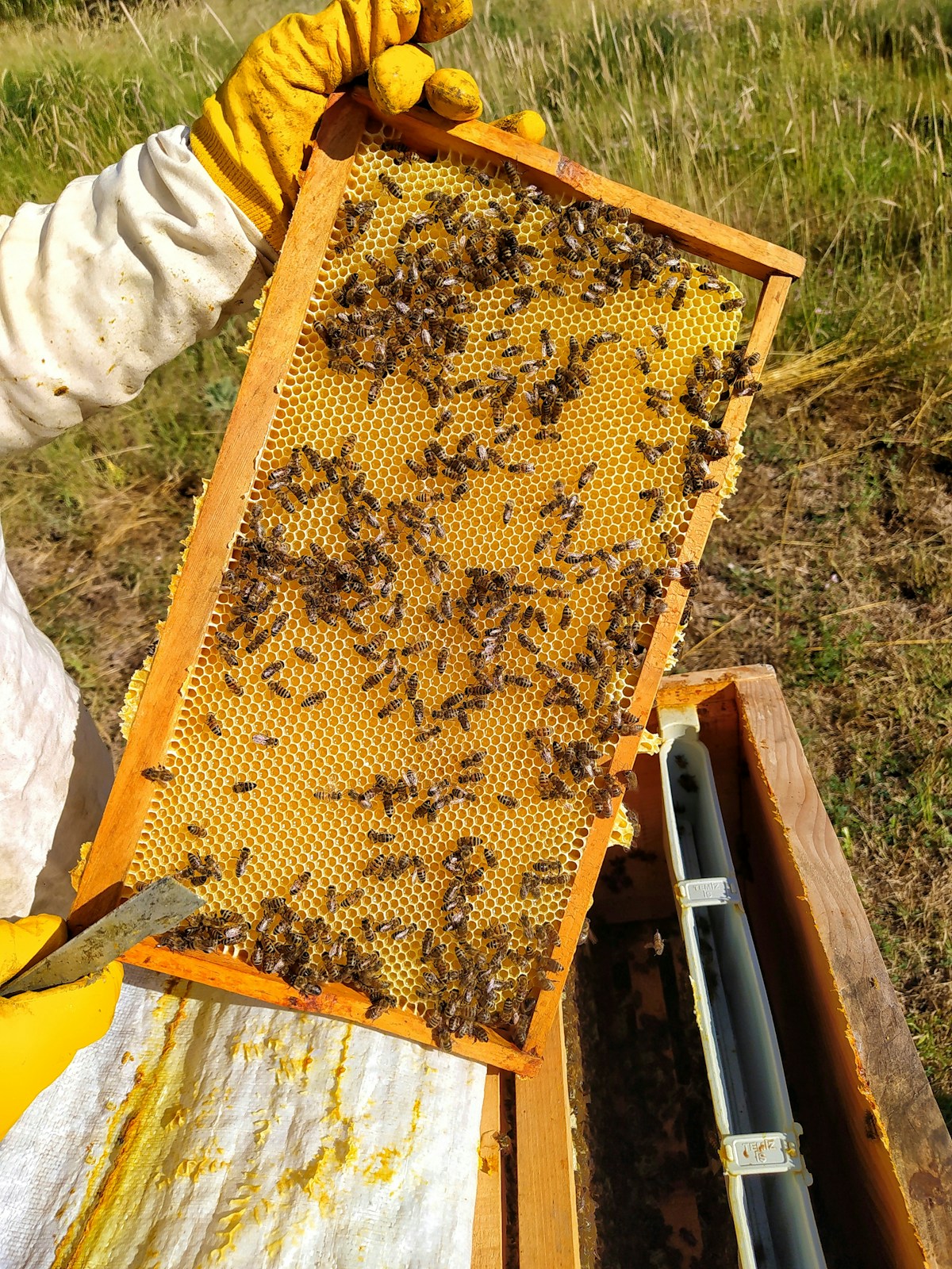 Beekeeper holding a frame full of bees