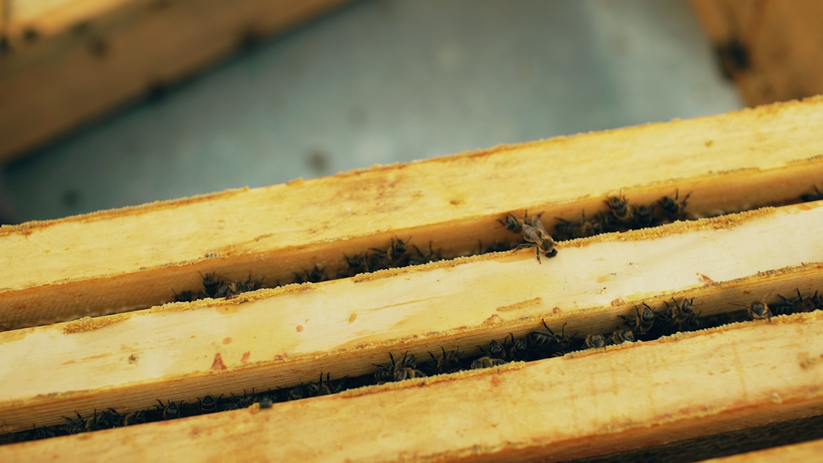 Short hive video — bees on honeycomb